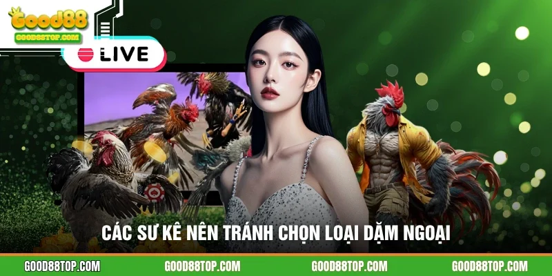 Các sư kê nên tránh chọn loại dặm ngoại