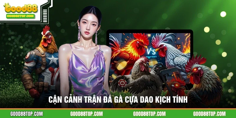Cận cảnh trận đá gà cựa dao kịch tính